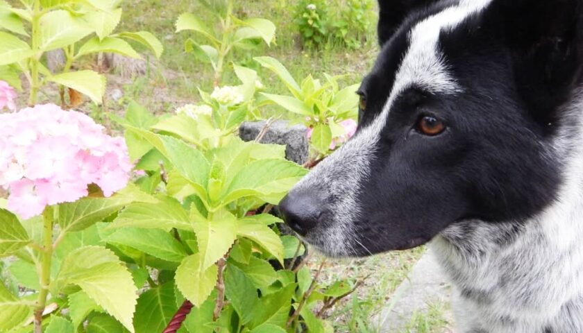 保護犬ふぅちゃん、梅雨らしく紫陽花と記念撮影