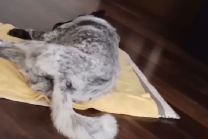 保護犬ふぅちゃん、寝ながらしっぽフリフリと変な寝方