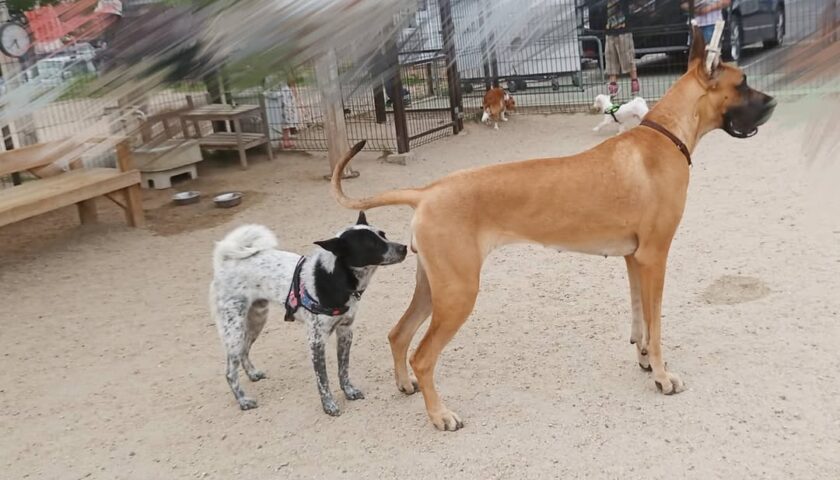 保護犬ふぅちゃん、大きなワンちゃんとドッグランでご対面