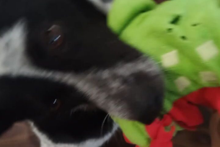 保護犬ふぅちゃん、雨の日の過ごし方は恐竜と戦う