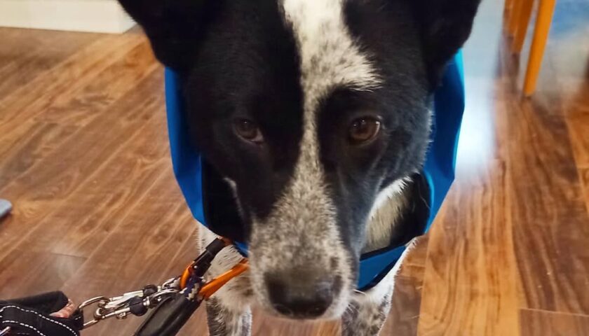 保護犬ふぅちゃん、おニューのレインコートに微妙な顔