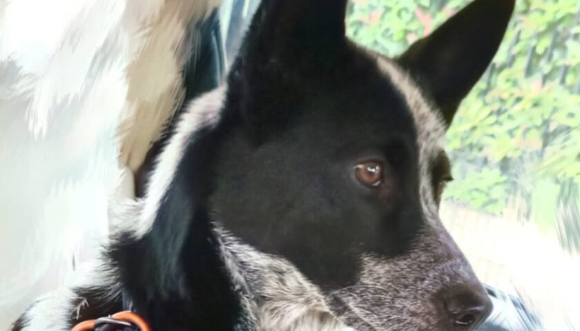 保護犬ふぅちゃん、ウグイスの声が聞こえる山のおさんぽ