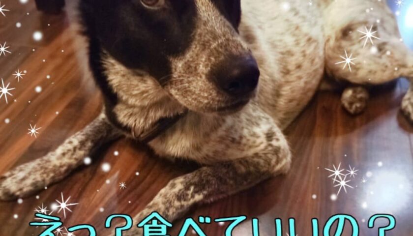 保護犬ふぅちゃん、いただいたメロンに「いただきます！」