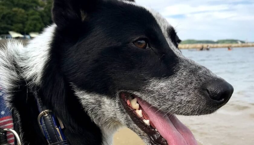 保護犬ふぅちゃん、パパと長男と海へ。漁港でおりこうに待機