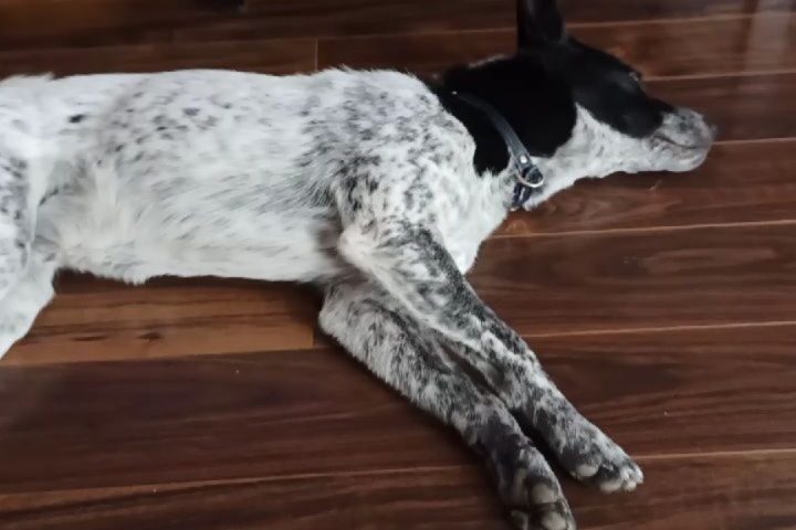 保護犬ふぅちゃん、午前中2回目のおさんぽと新しいお友だち
