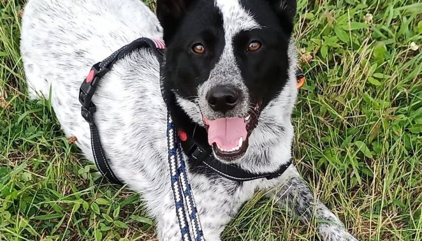 保護犬ふぅちゃん、おさんぽ中に突然の大雨でダッシュ