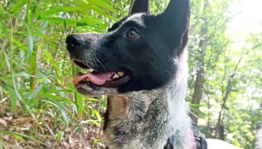 保護犬ふぅちゃん、山のコースでマルチーズのしろくんと出会う