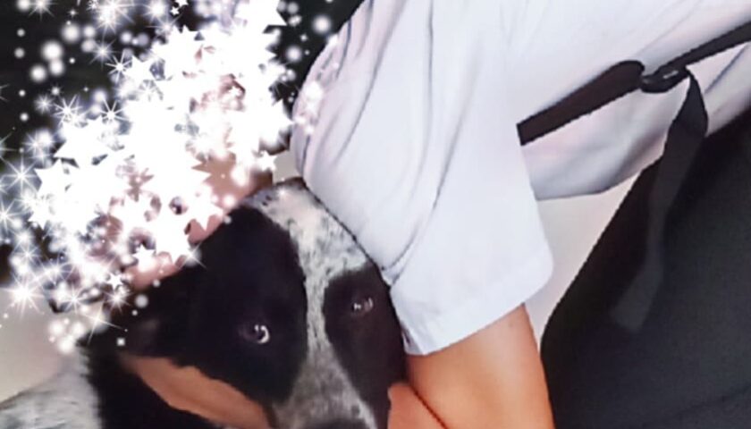 保護犬ふぅちゃんの毎日の大切なお仕事