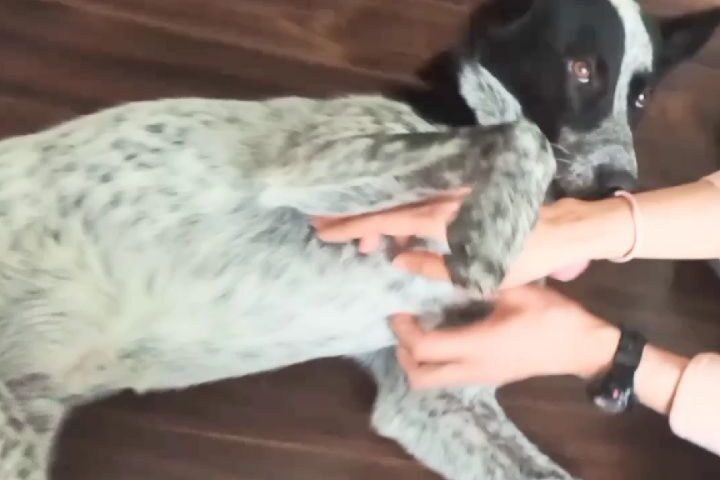 保護犬ふぅちゃん、私の姉が来るとものすごく甘える