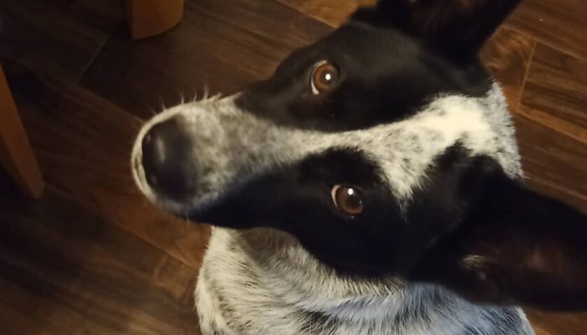 保護犬ふぅちゃん、スイカを食べる人をうらやましそうに見る