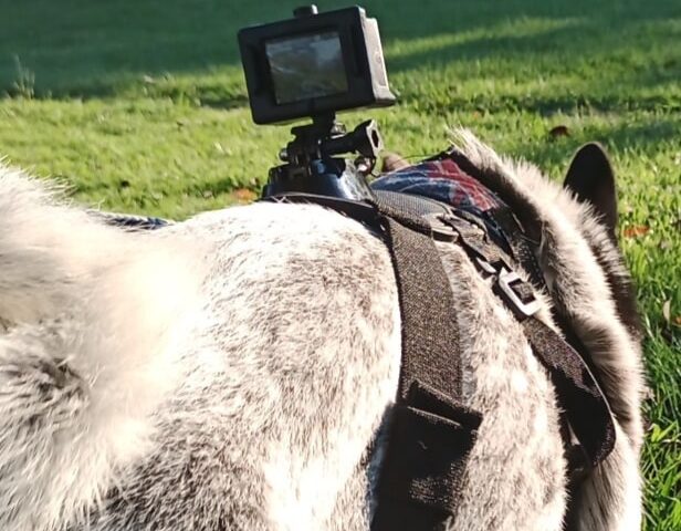保護犬ふぅちゃん、アクションカメラを背負って走る