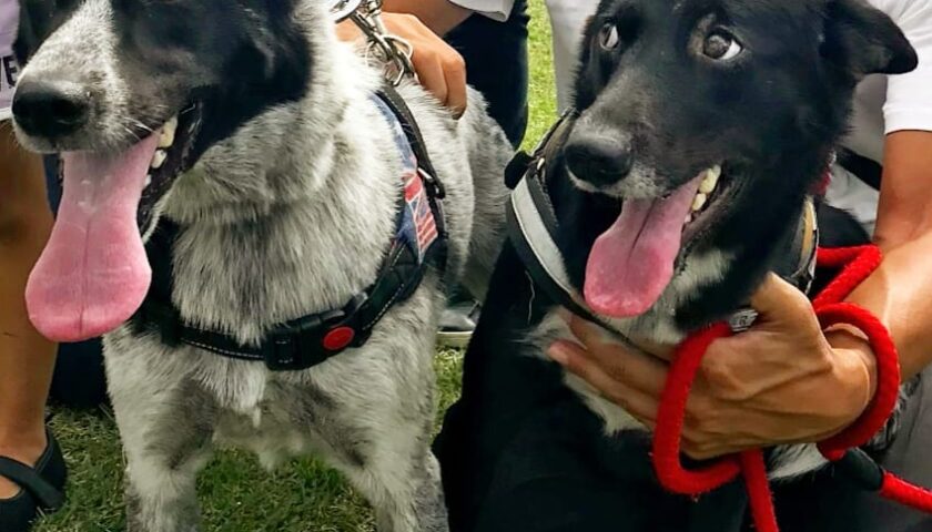 保護犬ふぅちゃん、保護団体さんの運動会に初参加