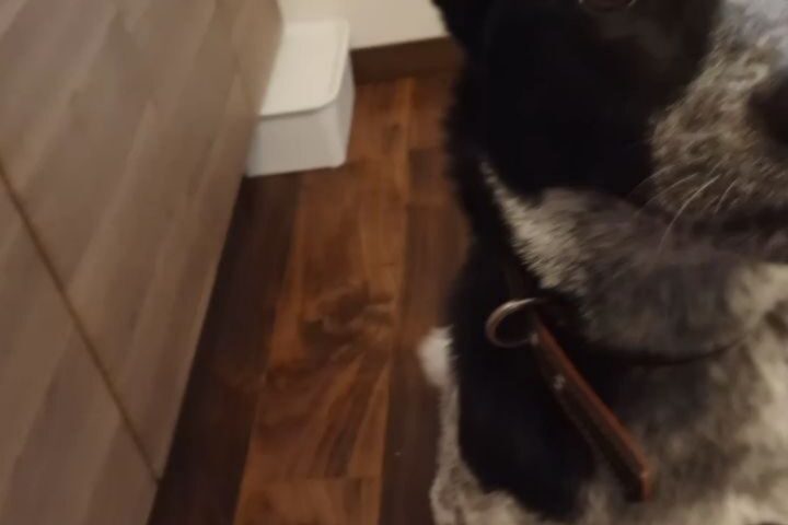 保護犬ふぅちゃん、理路整然とごはんを訴える