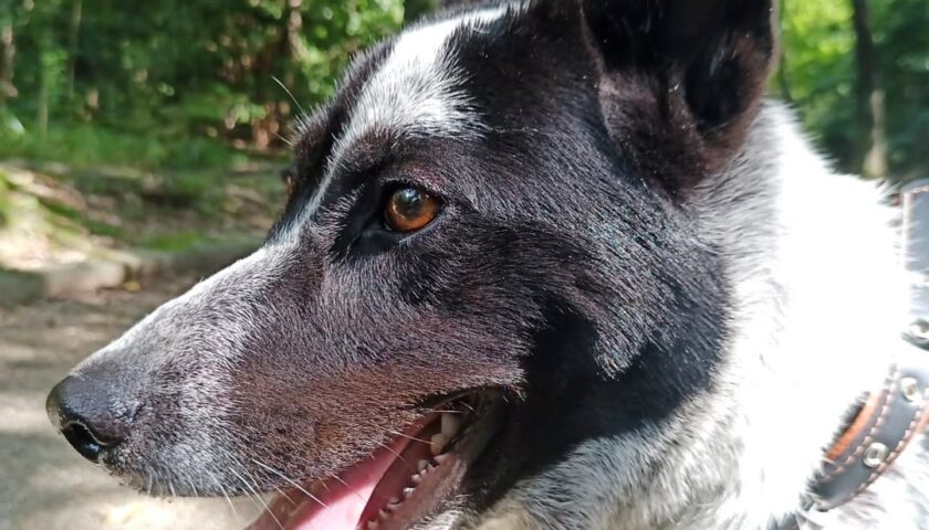 保護犬ふぅちゃん、2回目のおさんぽで気さくなおじさんに撫でられる