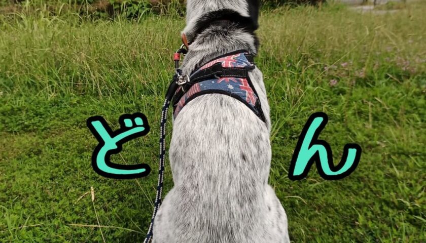保護犬ふぅちゃん、体重は20キロではなく16.9キロでした
