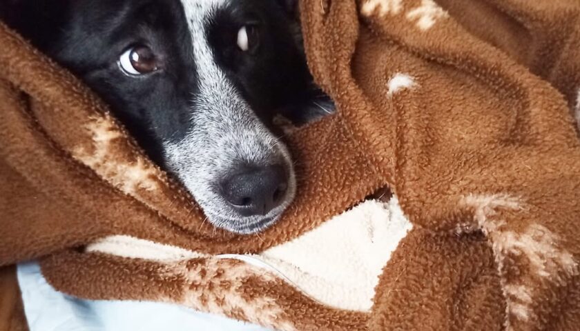保護犬ふぅちゃん、寒い朝に毛布に巻かれて二度寝