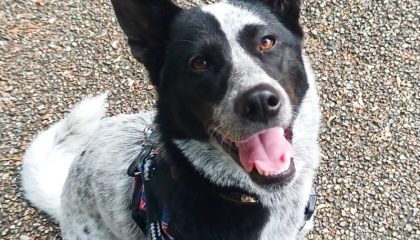 保護犬ふぅちゃん、いつもの公園でピクニック