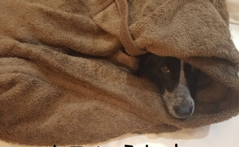 保護犬ふぅちゃん、毛布の中のもこもこ茶色いかたまり