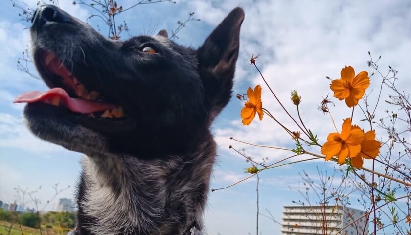 保護犬ふぅちゃん、近所の河原でお芋を堪能