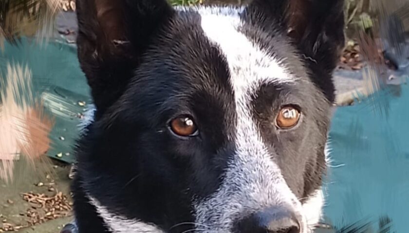 保護犬ふぅちゃん、おばあちゃんの家に柿をもらいに