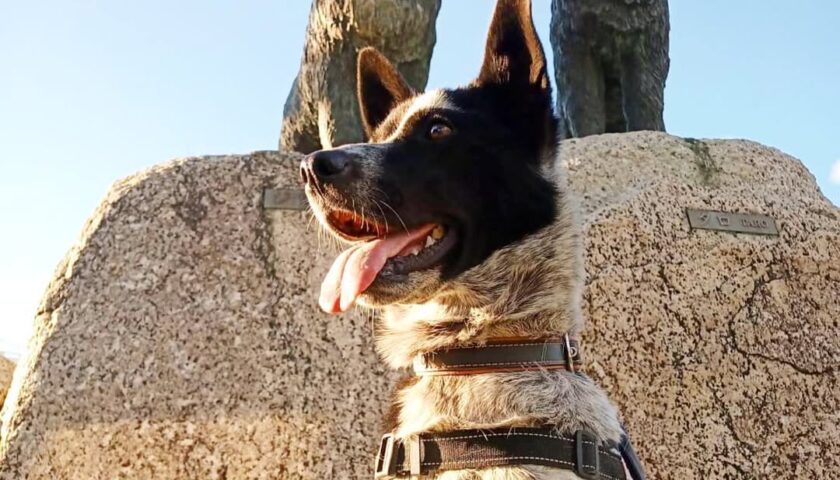 保護犬ふぅちゃん、タロとジロの像と南極観測船ふじへ