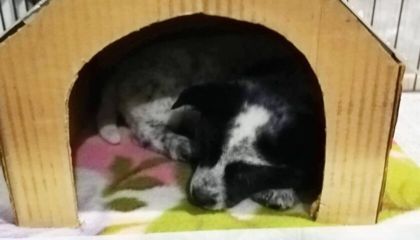保護犬ふぅちゃんの名前の由来