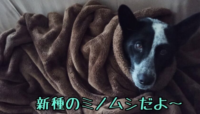 保護犬ふぅちゃん、ねむねむシリーズと新種のミノムシ