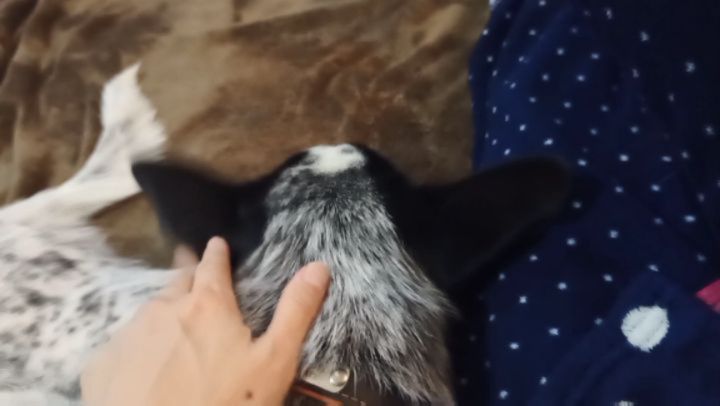 保護犬ふぅちゃん、足に頭を乗せて寄り添ってくれる