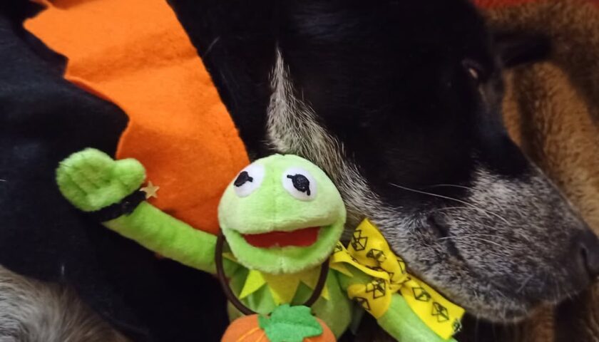 保護犬ふぅちゃん、ハロウィンの仮装前に寝ちゃった