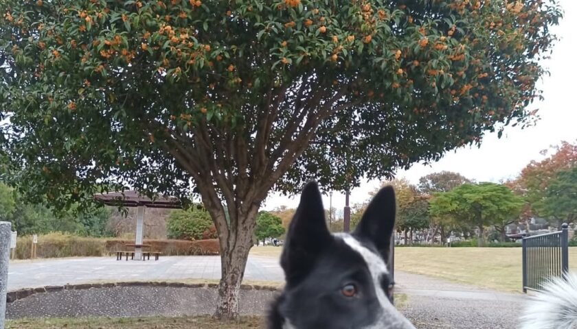 保護犬ふぅちゃん、満開の金木犀の下で