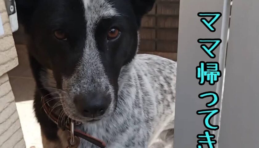 保護犬ふぅちゃん、ちょっとのお留守番で「置いてったな」