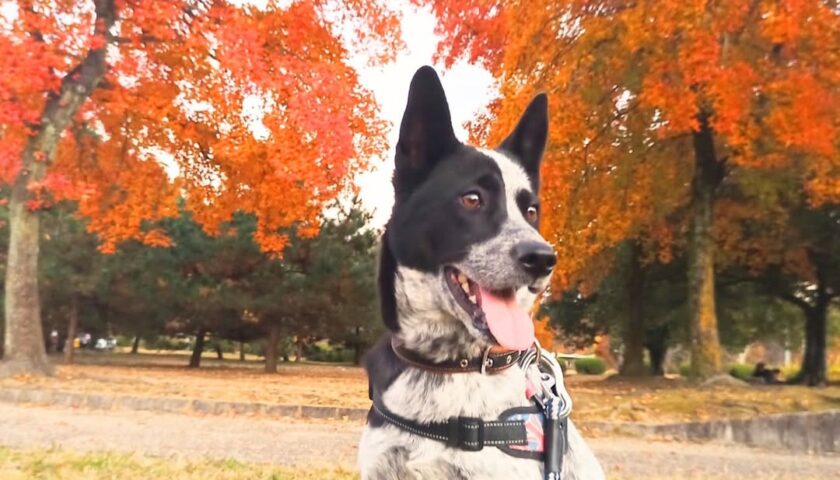 保護犬ふぅちゃん、今年の紅葉写真まとめ