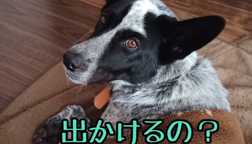 保護犬ふぅちゃん、最近すっごく察しがいい