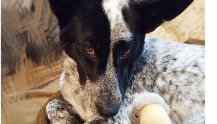 保護犬ふぅちゃん、ハシビロコウに似ている？