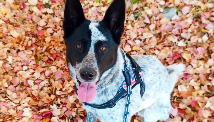 保護犬ふぅちゃん、落ち葉の上をカサカサ歩く秋色の一日
