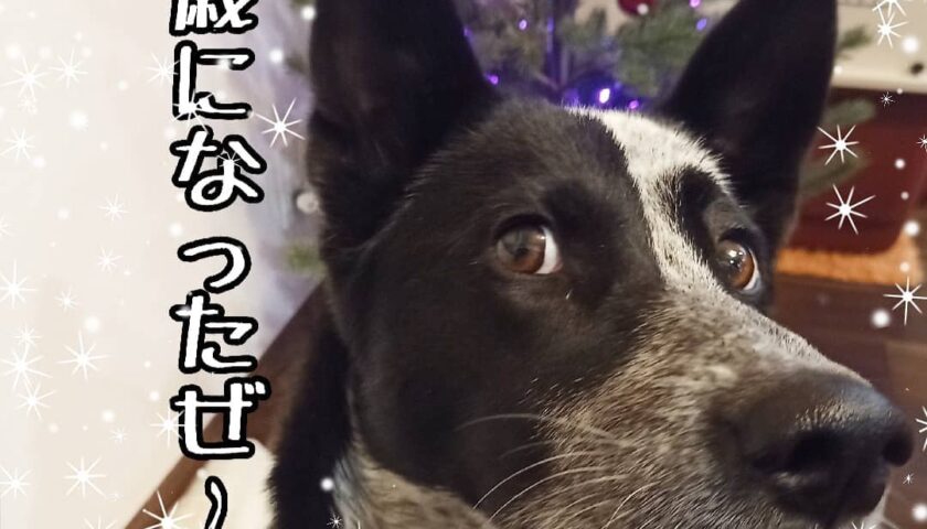 保護犬ふぅちゃん、推定2歳のお誕生日とふぅちゃんおにぎり