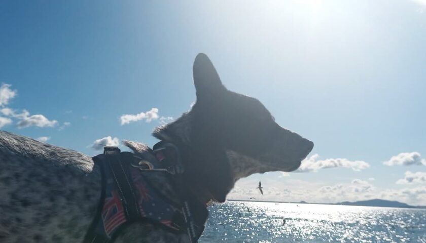 保護犬ふぅちゃん、蒲郡の竹島で海と強風の橋