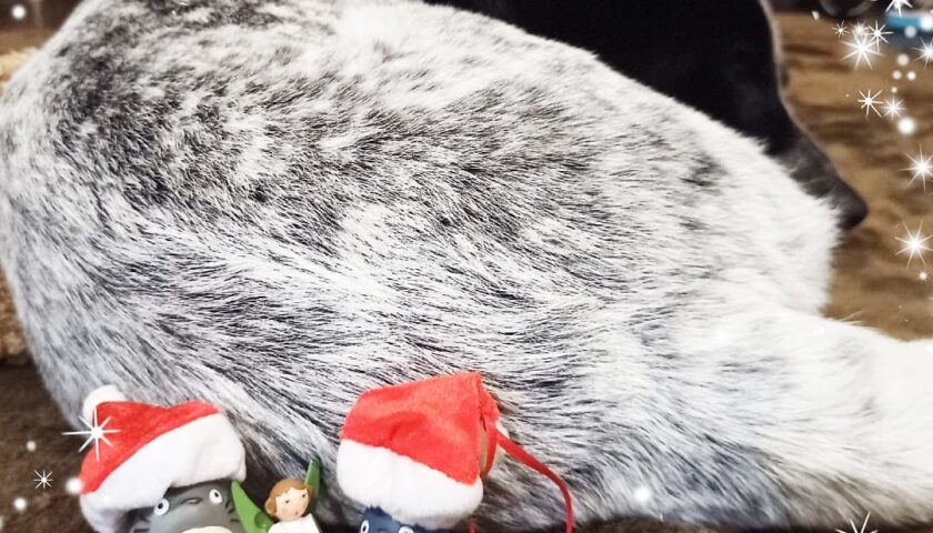 保護犬ふぅちゃん、背中で遊ぶサンタさんたちとクリスマス