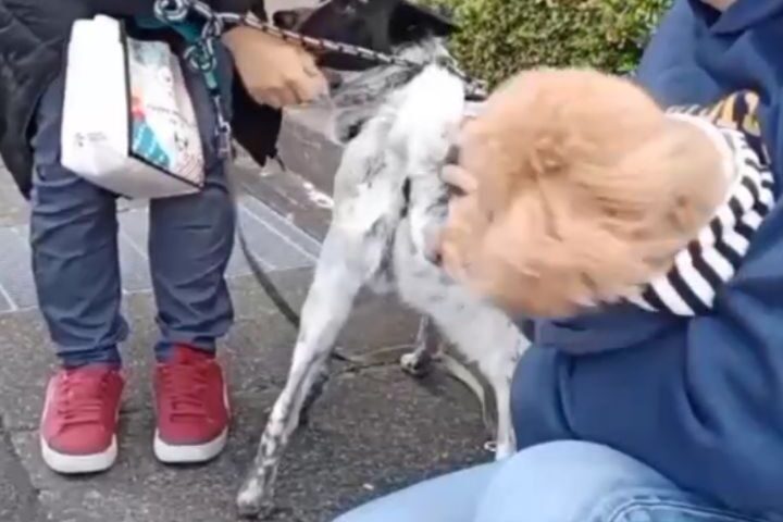 保護犬ふぅちゃん、兄夫婦のトイプードルぷーちゃんと初対面