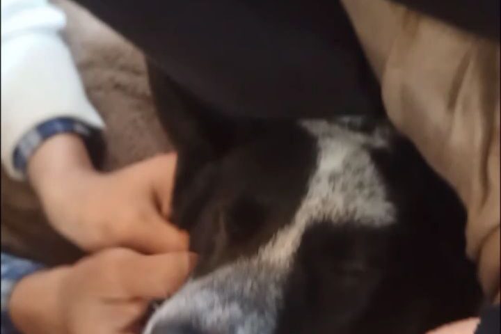 保護犬ふぅちゃん、ナデナデで白目と冬毛のふかふか