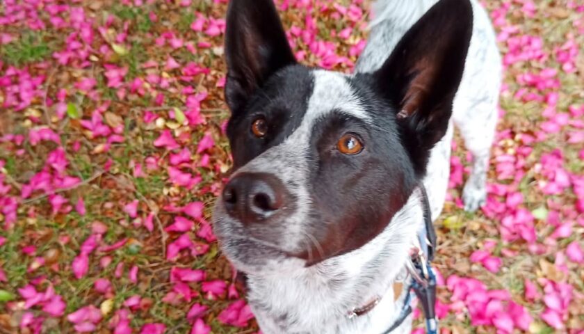 保護犬ふぅちゃん、12月の落ち葉の絨毯