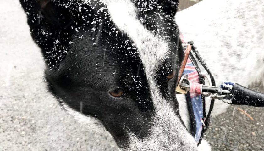 保護犬ふぅちゃん、まだらの雪に同化