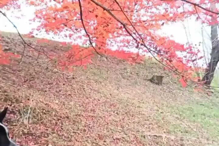 保護犬ふぅちゃん、映画「吾輩は保護犬である」に応募