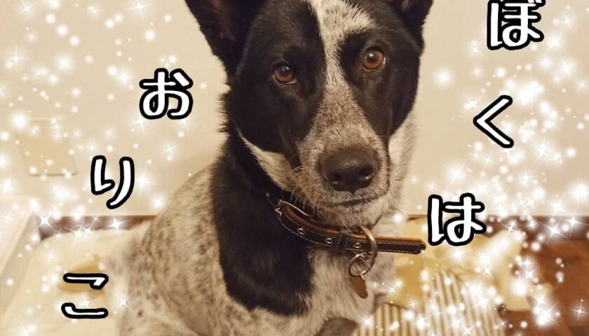 保護犬ふぅちゃん、デザートの準備でおりこう感全開