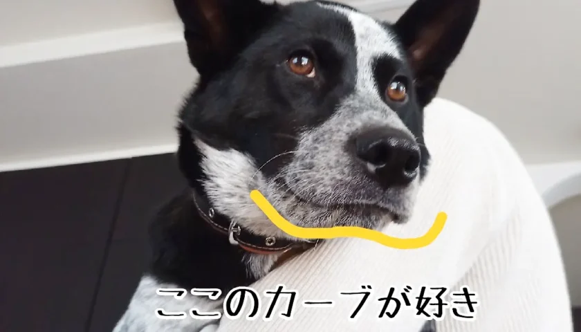 保護犬ふぅちゃん、抱っこの顔と「ボクのママだよっ！」