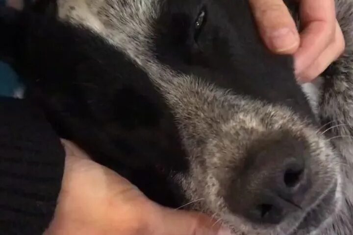 保護犬ふぅちゃん、小顔マッサージを施術中
