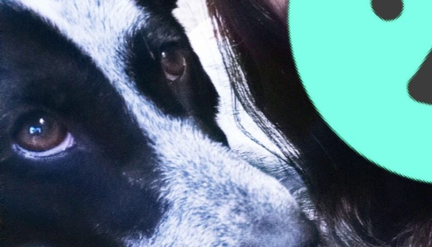 保護犬ふぅちゃん、インスタで広がったご縁に感謝の2021年