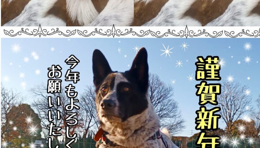 保護犬ふぅちゃん、2022年あけましておめでとうございます