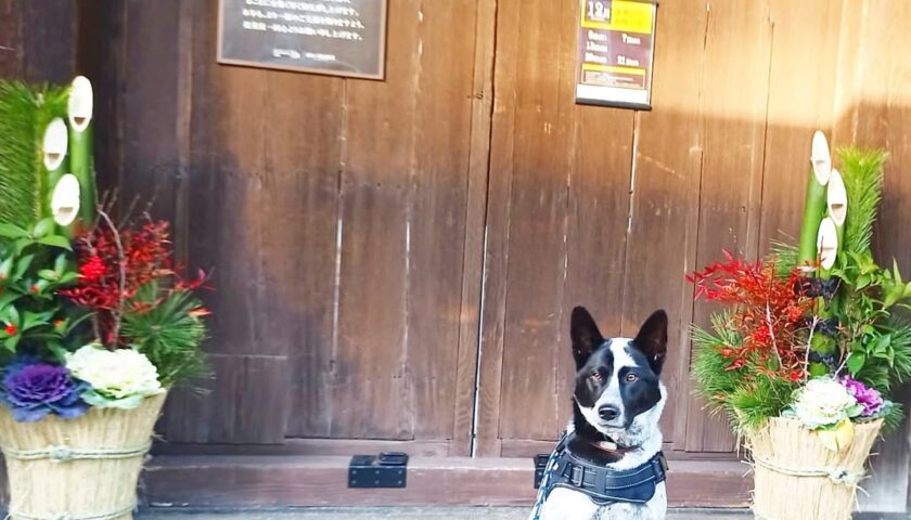 保護犬ふぅちゃん、碧南の九重味淋へドライブしてキツネ様に遭遇