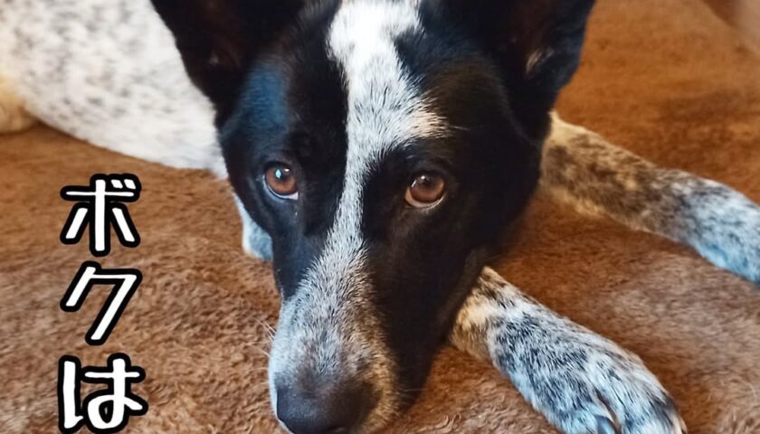 保護犬ふぅちゃん、寒い日はふぅちゃんで暖を取る